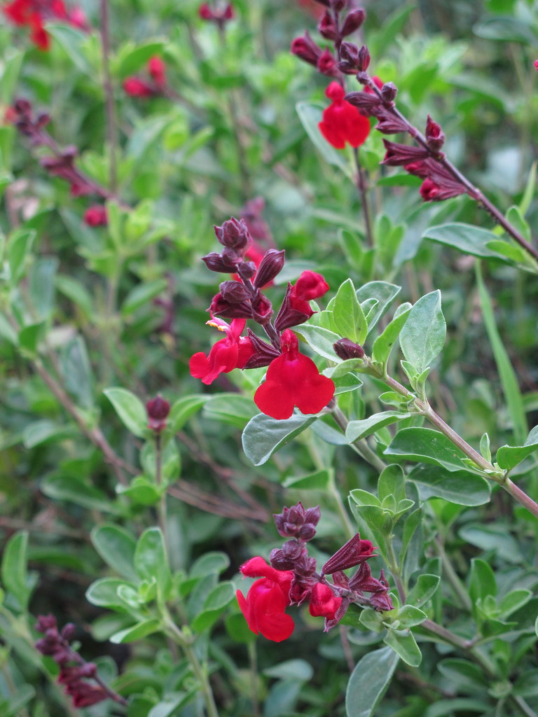 Mirage sage (Salvia greggii): growing tips - SEMS GARDEN