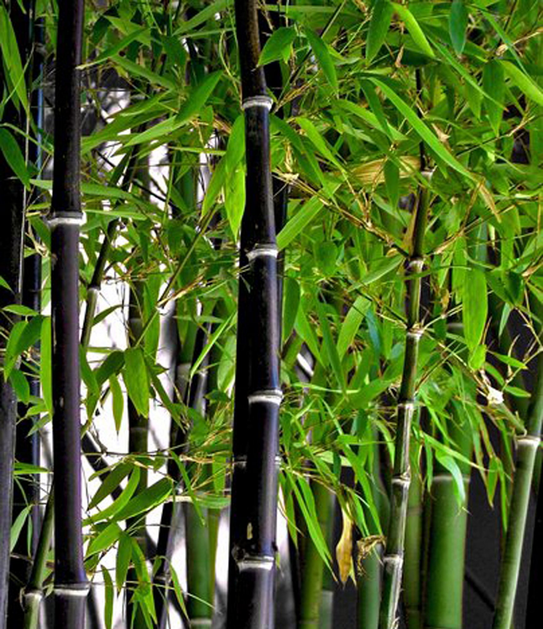 Culture Sheet Black Bamboo Phyllostachys Nigra Sems Garden 0060