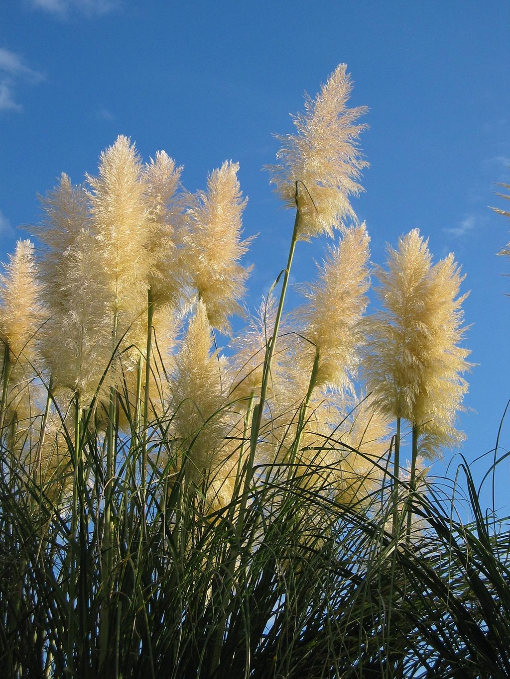 how-to-clean-and-protect-from-pampas-grass-sems-garden