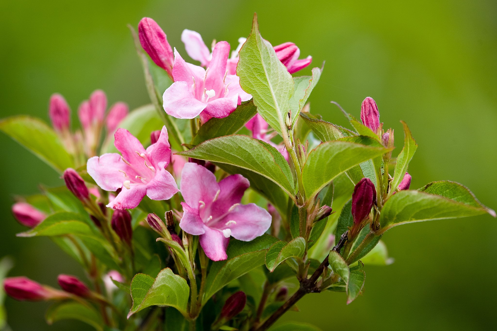 Water the weigelia - SEMS GARDEN