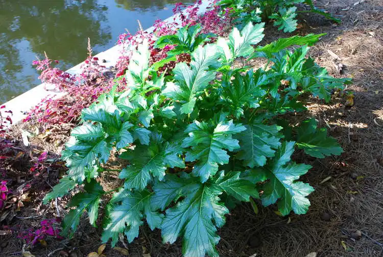 Acanthus 'Summer Beauty'(Bear's Breeches 'Summer Beauty') Leaves Acanthus 'Summer Beauty'(Bear's Breeches 'Summer Beauty') Leaves