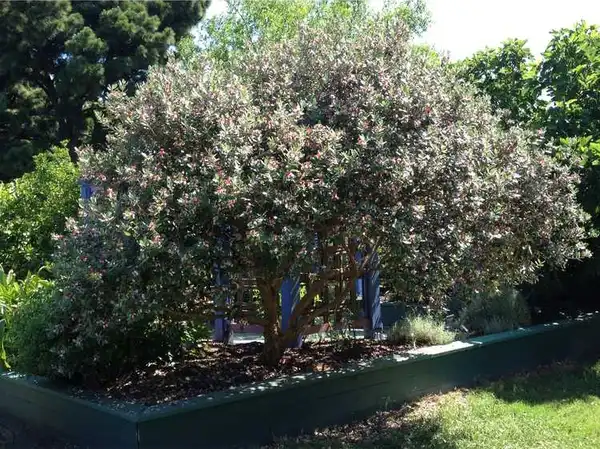 Acca sellowiana(Feijoa, Guava, Guavasteen, Pineapple Guava) Whole plant Acca sellowiana(Feijoa, Guava, Guavasteen, Pineapple Guava) Whole plant