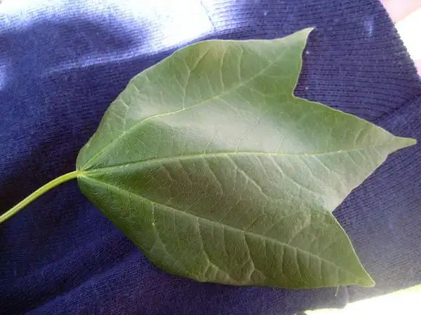 Acer buergerianum(Three-toothed Maple, Trident Maple) Trident leaf shape Acer buergerianum(Three-toothed Maple, Trident Maple) Trident leaf shape