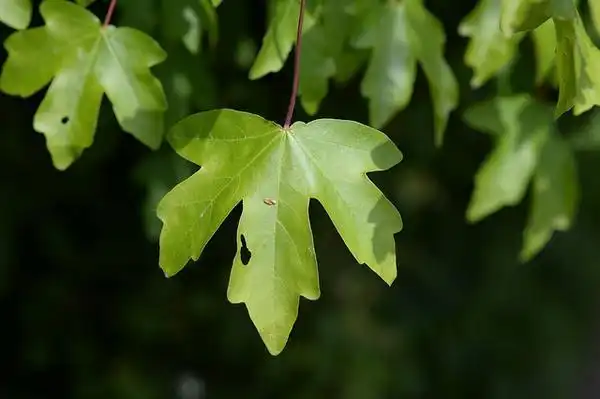 Acer campestre(Field Maple, Hedge Maple) leaf Acer campestre(Field Maple, Hedge Maple) leaf