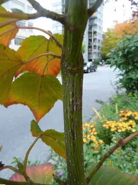Acer capillipes(Japanese Stripped-Bark Maple, Kyushu Maple, Red Snakebark Maple, Snakebark Maple) Acer capillipes leaves Acer capillipes(Japanese Stripped-Bark Maple, Kyushu Maple, Red Snakebark Maple, Snakebark Maple) Acer capillipes leaves