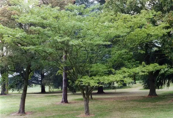 Acer cissifolium(Ivy-Leafed Maple, Ivyleaf Maple, Ivy-Leaved Maple, Vine-Leafed Maple, Vineleaf Maple, Vine-Leaved Maple) Acer cissifolium tree