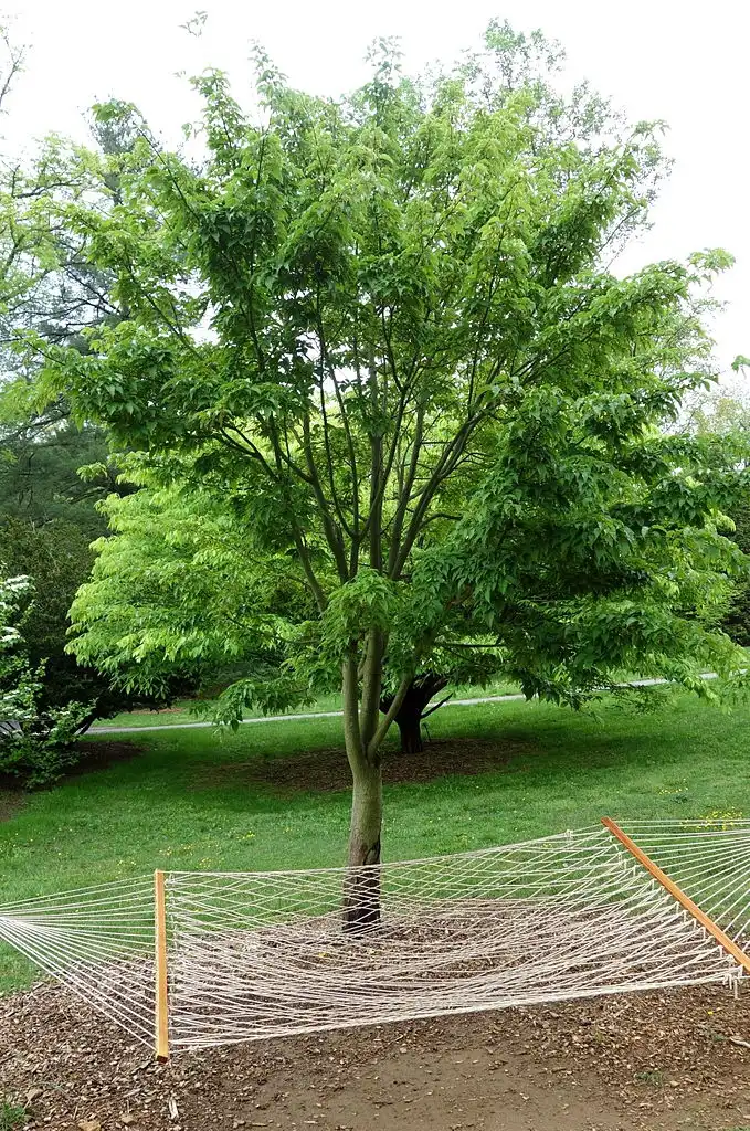 Acer davidii(Pere David's Maple, Snake Bark Maple, Snakebark Maple) Form Acer davidii(Pere David's Maple, Snake Bark Maple, Snakebark Maple) Form