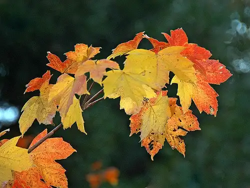Acer diabolicum(Devil Maple, Horned Maple) Acer diabolicum leaves Acer diabolicum(Devil Maple, Horned Maple) Acer diabolicum leaves