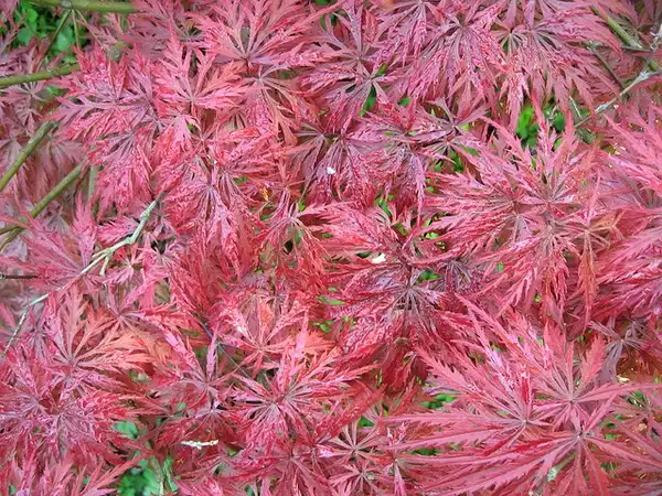Acer palmatum var. dissectum(Japanese Lanceleaf Maple, Spiderleaf Maple, Threadleaf Maple) Red leaf cultivar Acer palmatum var. dissectum(Japanese Lanceleaf Maple, Spiderleaf Maple, Threadleaf Maple) Red leaf cultivar