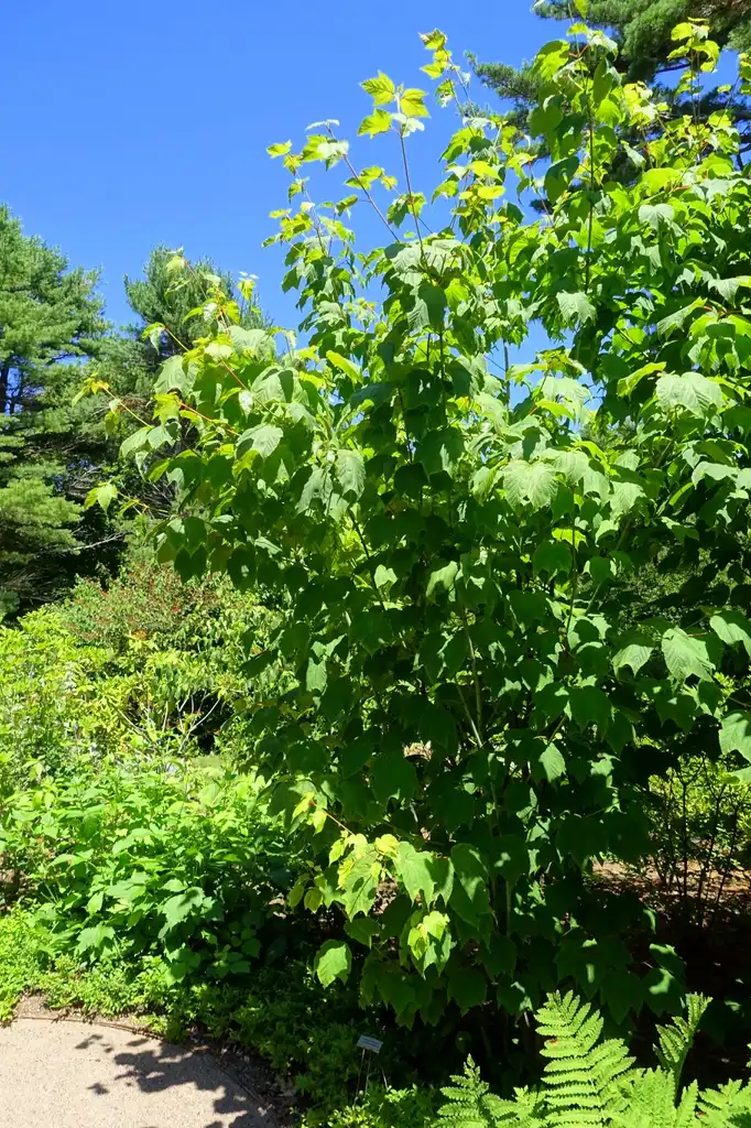 Acer pensylvanicum(Goosefoot Maple, Moosewood, Snakebark Maple, Striped Maple, Whistlewood) Form Acer pensylvanicum(Goosefoot Maple, Moosewood, Snakebark Maple, Striped Maple, Whistlewood) Form
