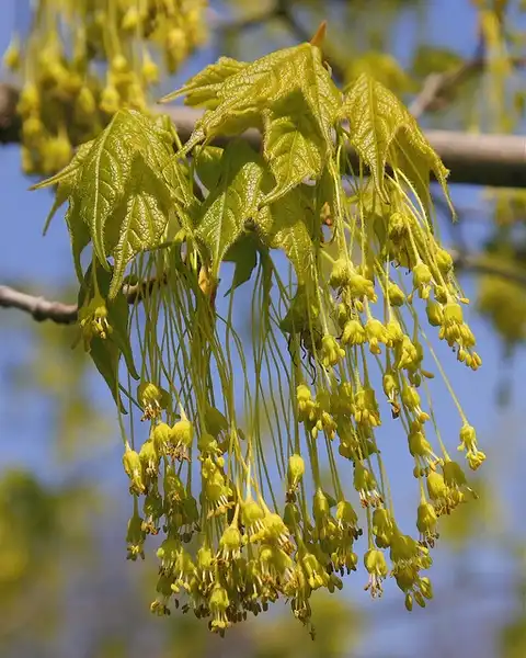 Acer saccharum subsp. nigrum(Arce negro) Acer nigrum flowers