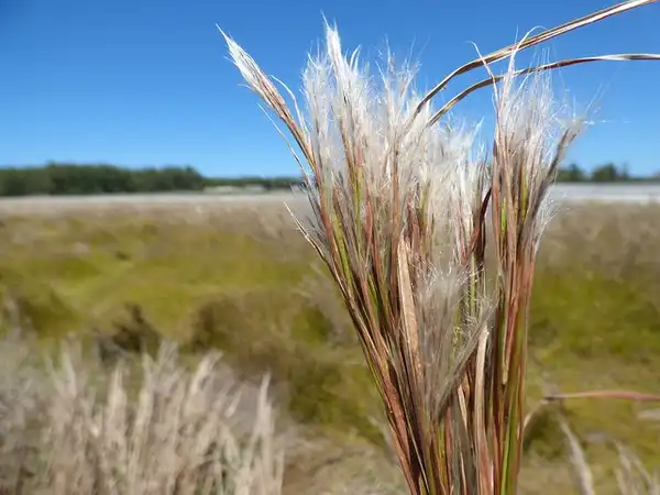 Andropogon glomeratus(Bluestem, Broomsedge, Bush Beard Grass, Bushy beardgrass, Bushy Bluestem) Andropogon glomeratus var Pumilus Andropogon glomeratus(Bluestem, Broomsedge, Bush Beard Grass, Bushy beardgrass, Bushy Bluestem) Andropogon glomeratus var Pumilus