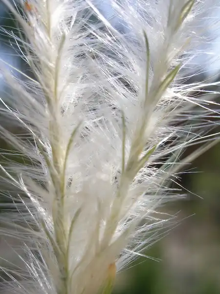 Andropogon ternarius(Bluestem, Broomsedge, Broomstraw, Bunchgrass, Silver Bluestem, Splitbeard Bluestem, Split Bluestem) Inflorescence Andropogon ternarius(Bluestem, Broomsedge, Broomstraw, Bunchgrass, Silver Bluestem, Splitbeard Bluestem, Split Bluestem) Inflorescence