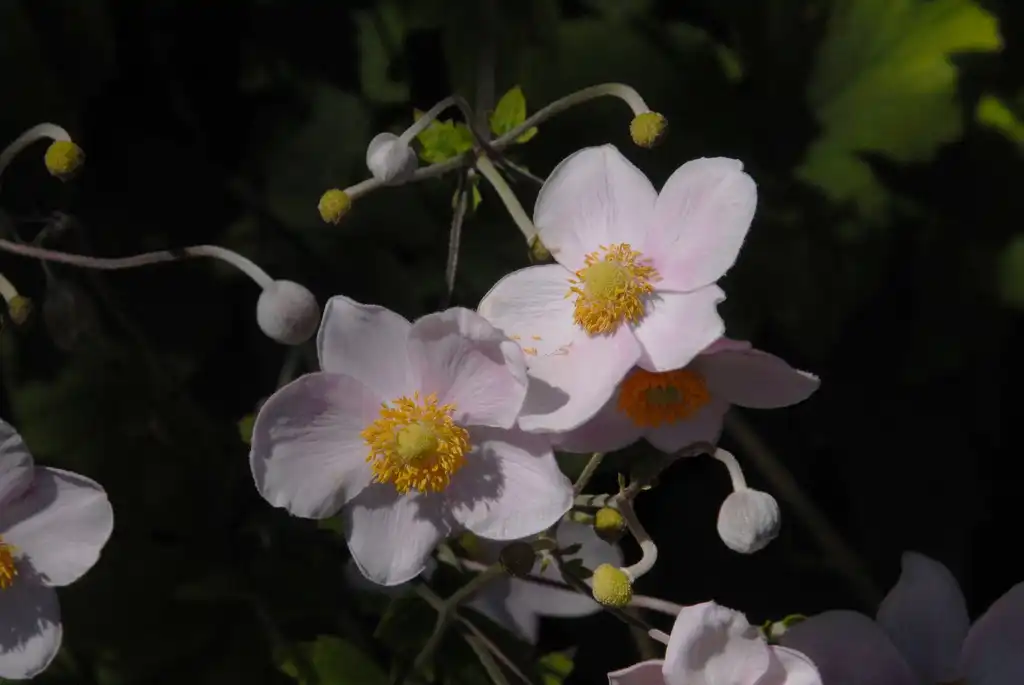 Anemone x hybrida 'September Charm'(Japanese Anemone 'September Charm', Windflower 'September Charm') Flower (Morris Arboretum) Anemone x hybrida 'September Charm'(Japanese Anemone 'September Charm', Windflower 'September Charm') Flower (Morris Arboretum)