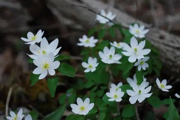 Anemonella thalictroides(Rue Anemone, Windflower) Thalictrum thalictroides Anemonella thalictroides(Rue Anemone, Windflower) Thalictrum thalictroides