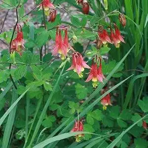 Aquilegia canadensis(Columbine, Red Columbine, Wild Columbine) Bloom and leaf detail Aquilegia canadensis(Columbine, Red Columbine, Wild Columbine) Bloom and leaf detail