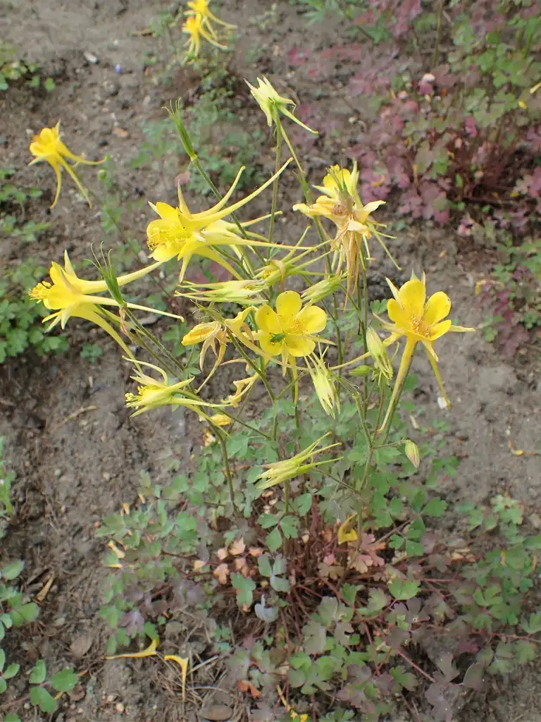 Aquilegia chrysantha(Canary Columbine, Golden Columbine, Southwestern Yellow Columbine) Form Aquilegia chrysantha(Canary Columbine, Golden Columbine, Southwestern Yellow Columbine) Form