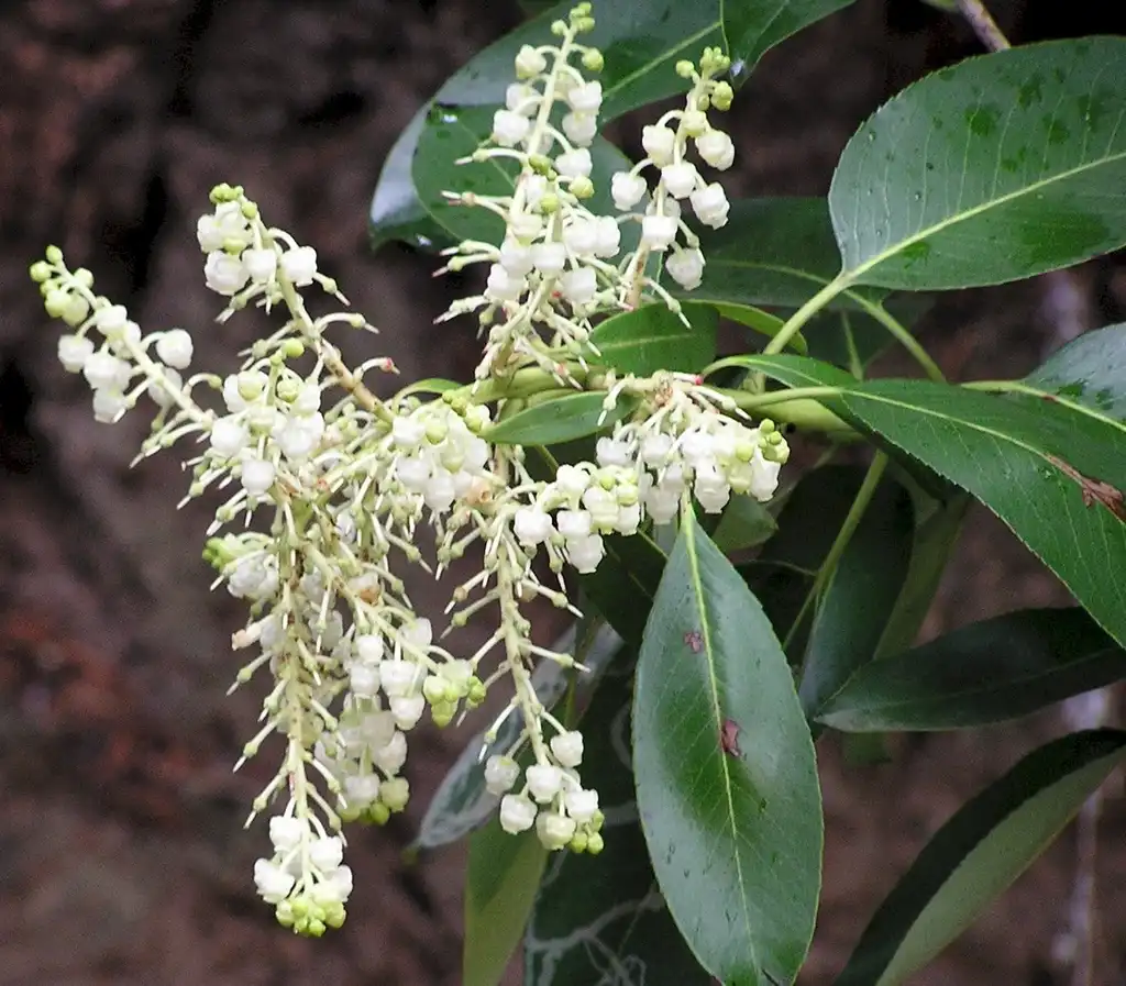 Arbutus menziesii(Madroña, Madroño) Flowers