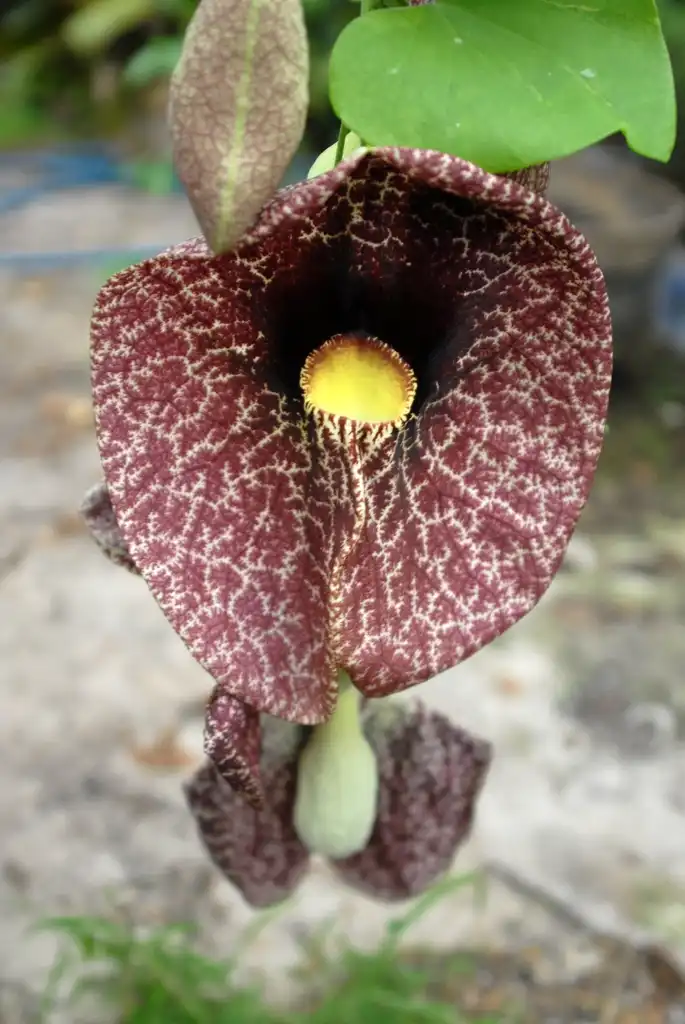 Aristolochia gigantea(Brazilian Dutchman's Pipe, Giant Dutchman's Pipe, Giant Pelican Flower, Giant Pipevine) Flower Aristolochia gigantea(Brazilian Dutchman's Pipe, Giant Dutchman's Pipe, Giant Pelican Flower, Giant Pipevine) Flower