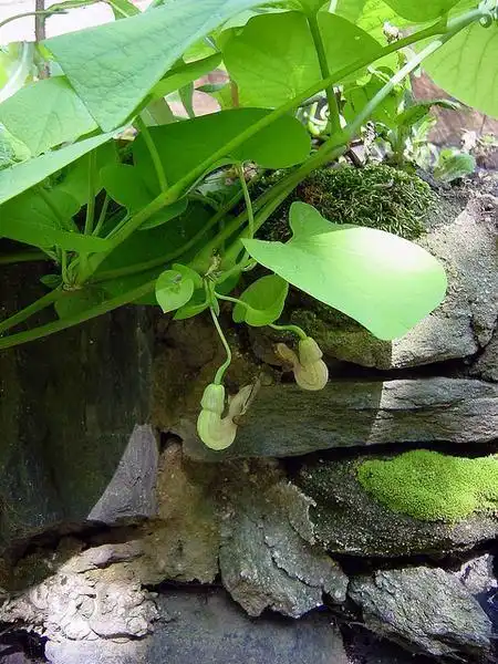 Aristolochia macrophylla(Broadleafed Birthwort, Dutchman's Pipe, Pipevine, Wild Ginger) Aristolochia durior Aristolochia macrophylla(Broadleafed Birthwort, Dutchman's Pipe, Pipevine, Wild Ginger) Aristolochia durior