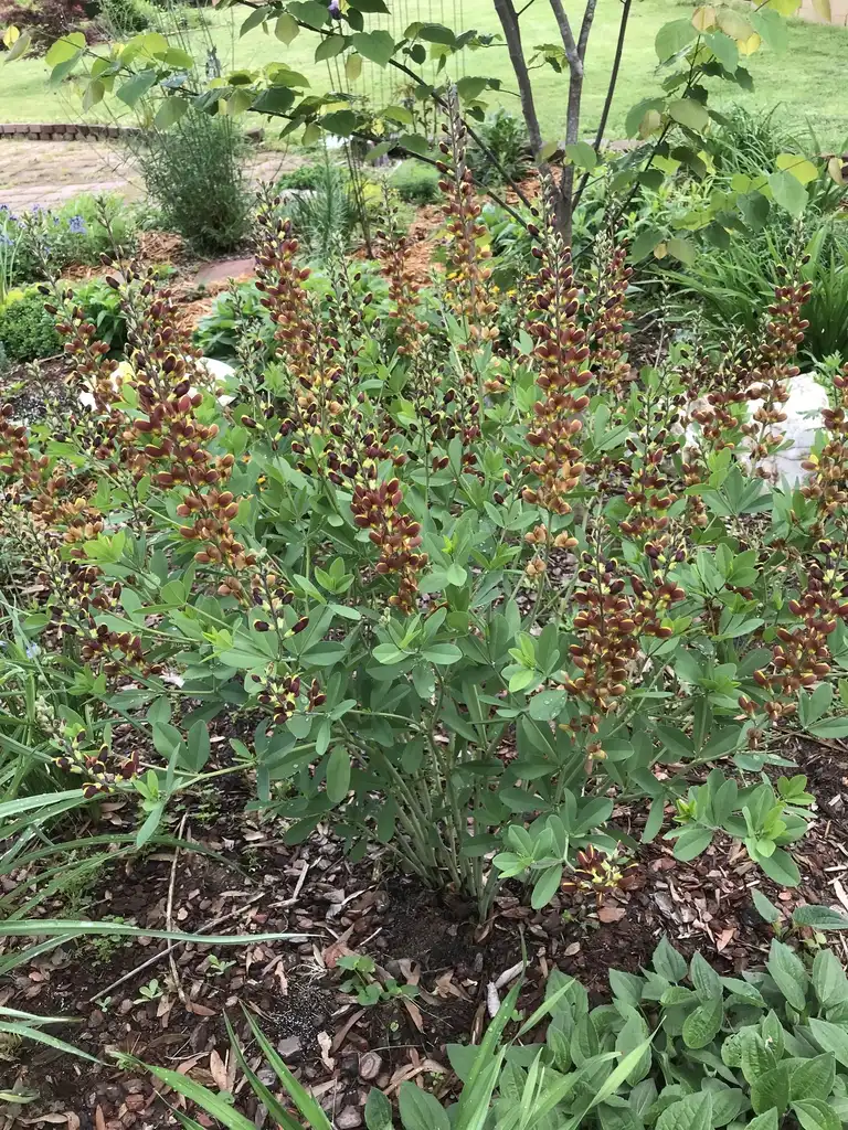 Baptisia 'Cherries Jubilee' DECADENCE® SERIES(Ложный Индиго 'Cherries Jubilee') Form in bloom