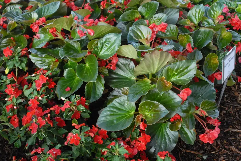 Begonia (Semperflorens-Cultorum Group)(Bedding Begonia, Wax Begonia, Wax Leaf Begonia) Begonia 'Whopper Rose Bronze' Flower and Leaf Begonia (Semperflorens-Cultorum Group)(Bedding Begonia, Wax Begonia, Wax Leaf Begonia) Begonia 'Whopper Rose Bronze' Flower and Leaf