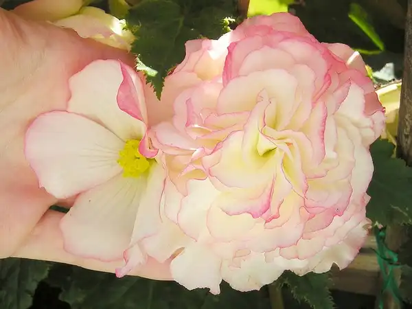 Begonia (Tuberosa Group)(Hybrid Tuberous Begonia, Tuberous Begonia) B.cultorum flower Begonia (Tuberosa Group)(Hybrid Tuberous Begonia, Tuberous Begonia) B.cultorum flower