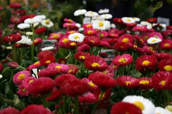Bellis perennis(Bairnwort, Banwood, Banwort, Benner Gowan, Bone Flower, Bonewort, Bruisewort, Common Gowan, Dog Daisy, Double Daisy, English Daisy, Goose Flower, Gowlan, Herb Margaret, Lawn Daisy, Lockin Gowan, Luckin Gowan, Marguerite, May Gowan, Noon Flower, True Daisy, Woundwort) Red and white flowers Bellis perennis(Bairnwort, Banwood, Banwort, Benner Gowan, Bone Flower, Bonewort, Bruisewort, Common Gowan, Dog Daisy, Double Daisy, English Daisy, Goose Flower, Gowlan, Herb Margaret, Lawn Daisy, Lockin Gowan, Luckin Gowan, Marguerite, May Gowan, Noon Flower, True Daisy, Woundwort) Red and white flowers