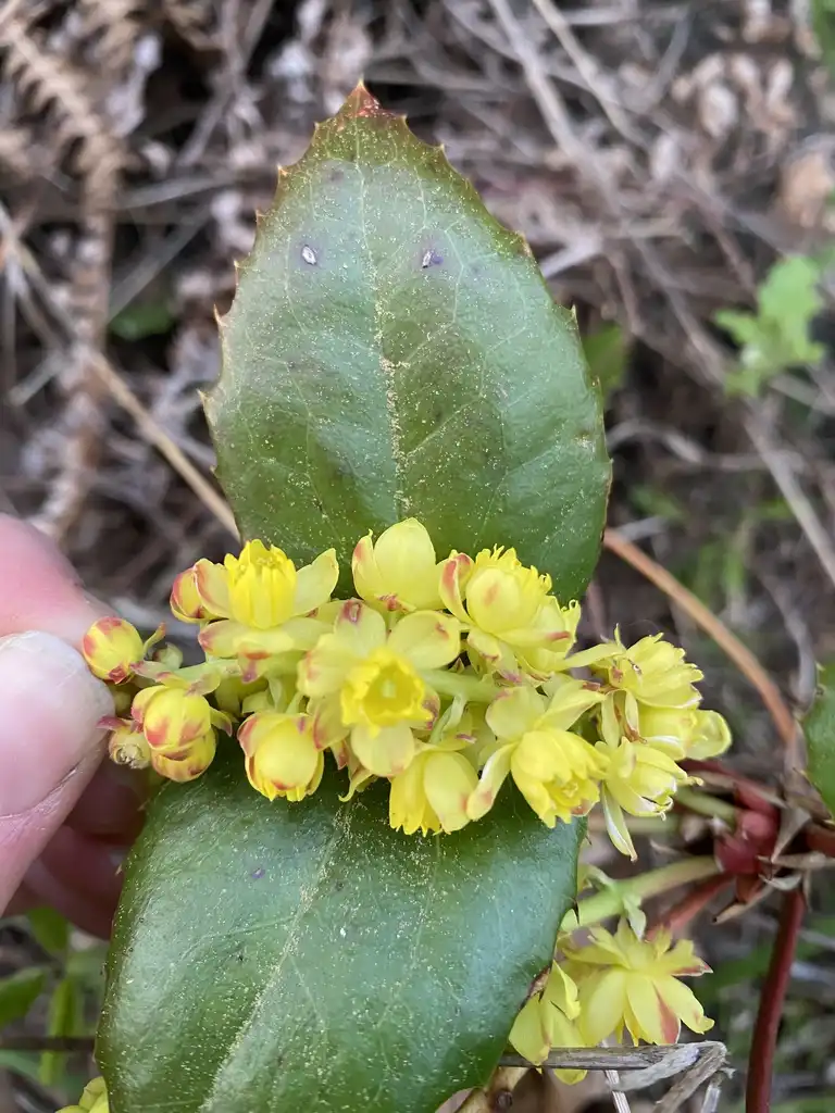 Berberis aquifolium(Creeping Mahonia, Holly-leaved Barberry, Mountain Grape, Oregon Grape, Oregon Grapeholly, Oregon Grape Holly, Oregon Holly, Oregon Hollygrape, Tall Mahonia) Yellow flowers mid-spring Berberis aquifolium(Creeping Mahonia, Holly-leaved Barberry, Mountain Grape, Oregon Grape, Oregon Grapeholly, Oregon Grape Holly, Oregon Holly, Oregon Hollygrape, Tall Mahonia) Yellow flowers mid-spring