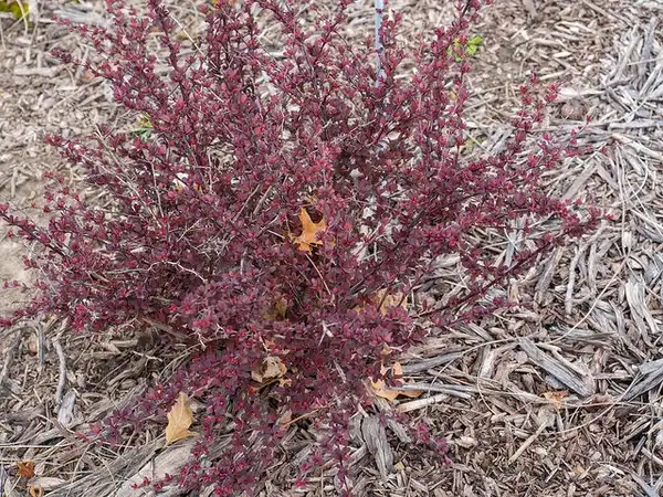 Berberis thunbergii var. atropurpurea(Red Barberry) Form Berberis thunbergii var. atropurpurea(Red Barberry) Form