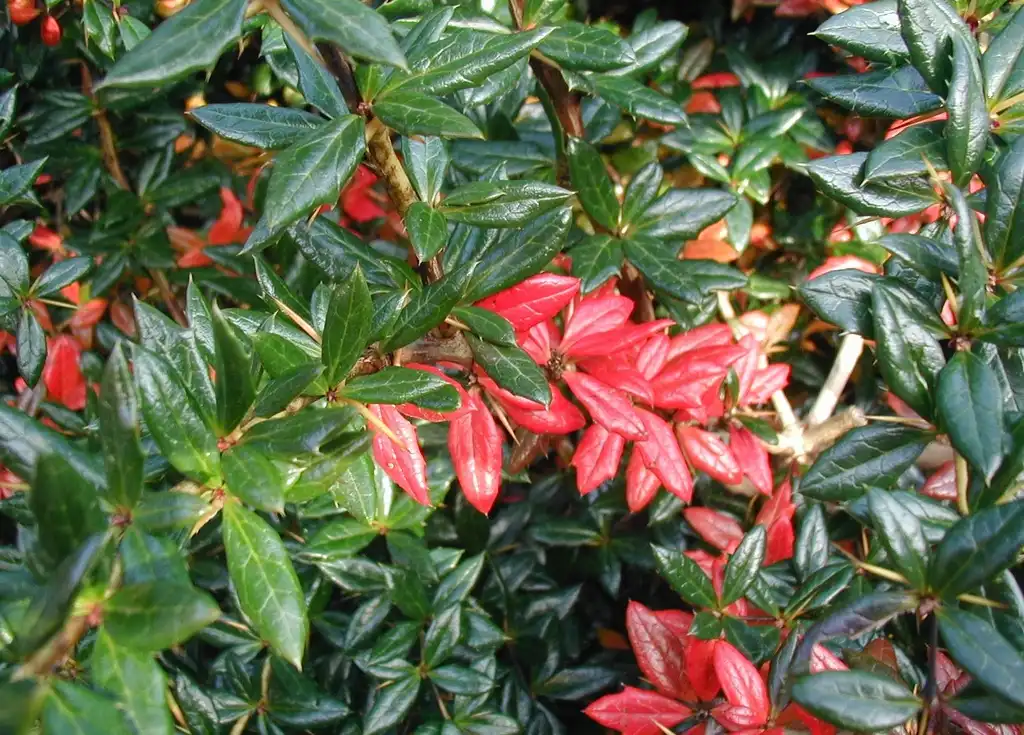 Berberis verruculosa(Warty Barberry) Leaves and flowers Berberis verruculosa(Warty Barberry) Leaves and flowers