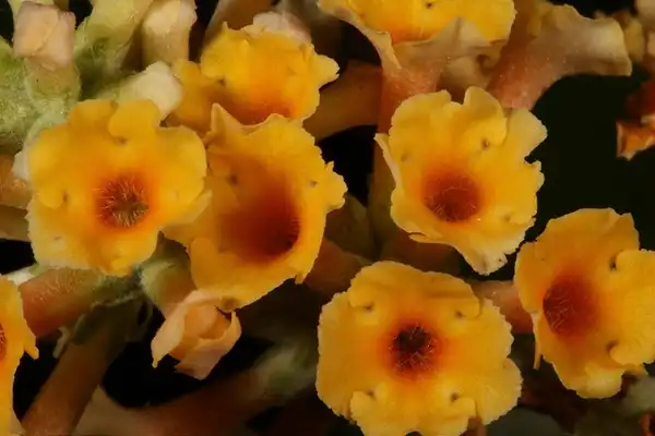 Buddleja x weyeriana(Sungold Butterfly Bush, Weyeriana Butterfly Bush) Flowers close up Buddleja x weyeriana(Sungold Butterfly Bush, Weyeriana Butterfly Bush) Flowers close up
