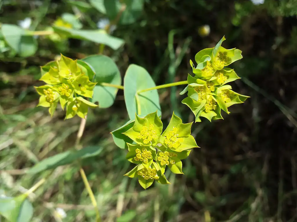 Bupleurum rotundifolium(Green Gold, Hares Ear, Hound's Ear, Hounds-ear, Thoroughwax, Thorough-wax, Thorowax) Flowers Bupleurum rotundifolium(Green Gold, Hares Ear, Hound's Ear, Hounds-ear, Thoroughwax, Thorough-wax, Thorowax) Flowers