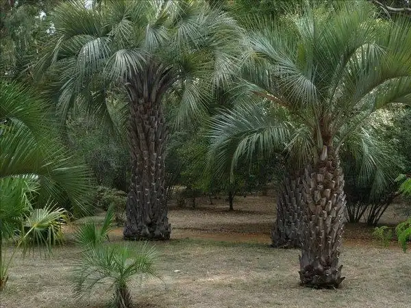 Butia capitata(Brazilian Butia Palm, Jelly Palm, Pindo Palm, South American jelly palm, Yatay palm) Form Butia capitata(Brazilian Butia Palm, Jelly Palm, Pindo Palm, South American jelly palm, Yatay palm) Form