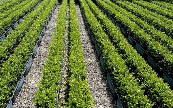 Buxus 'Green Gem'(Boxwood, Green Gem Boxwood) Buxus 'Green Gem'(Boxwood, Green Gem Boxwood)