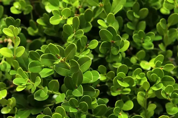 Buxus 'Green Mountain'(Boxwood, Green Mountain Boxwood) Buxus 'Green Mountain'(Boxwood, Green Mountain Boxwood)