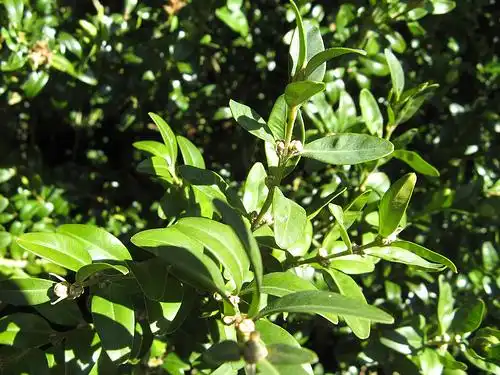 Buxus sempervirens 'Arborescens'(Tree Boxwood, Truetree Boxwood) Buxus sempervirens Buxus sempervirens 'Arborescens'(Tree Boxwood, Truetree Boxwood) Buxus sempervirens