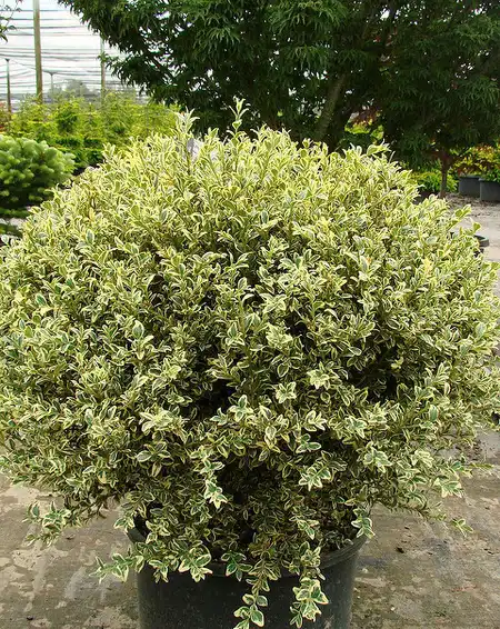 Buxus sempervirens 'Aureovariegata'(Variegated Boxwood) Buxus sempervirens 'Aureovariegata'(Variegated Boxwood)
