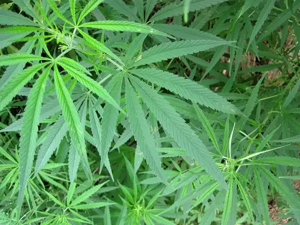 Cannabis sativa(Hashish, Hemp, Indian Hemp, Marihuana, Marijuana, Pot) Cannabis sativa Cannabis sativa(Hashish, Hemp, Indian Hemp, Marihuana, Marijuana, Pot) Cannabis sativa