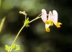 Capnoides sempervirens(Pale Corydalis, Pink Corydalis, Rock Harlequin, Tall Corydalis) Capnoides sempervirens(Pale Corydalis, Pink Corydalis, Rock Harlequin, Tall Corydalis)