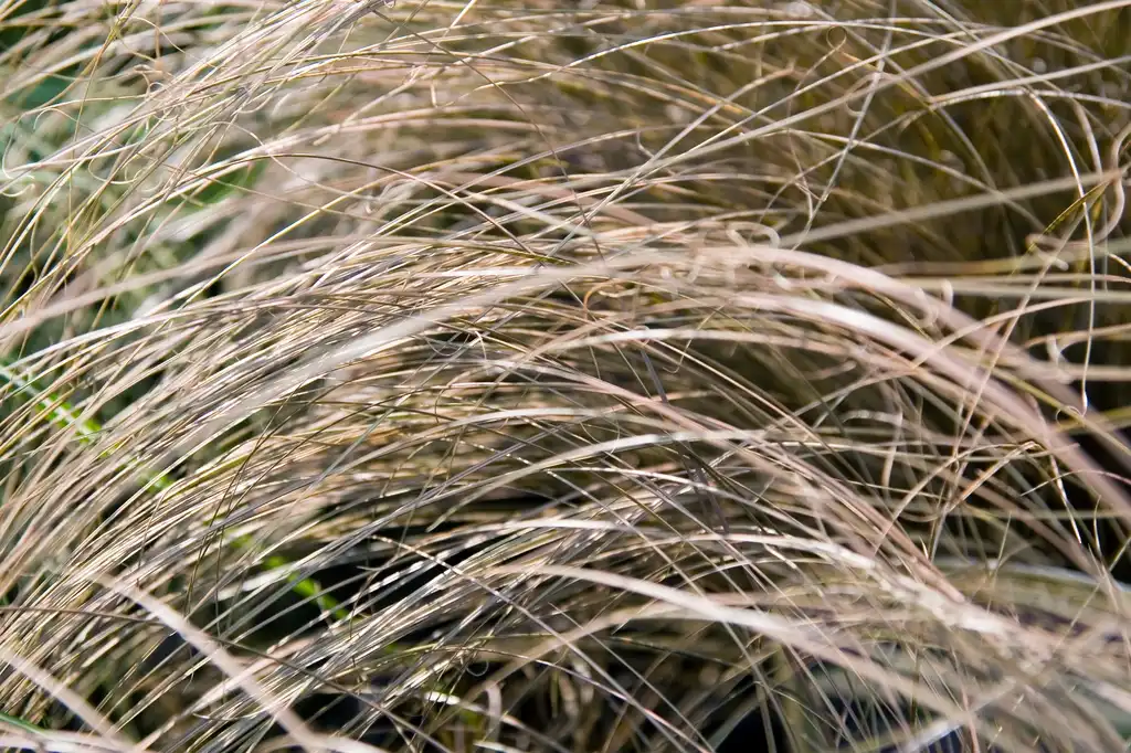 Carex flagellifera 'Toffee Twist'('Toffee Twist' Sedge, Weeping Brown Sedge) Leaves Carex flagellifera 'Toffee Twist'('Toffee Twist' Sedge, Weeping Brown Sedge) Leaves