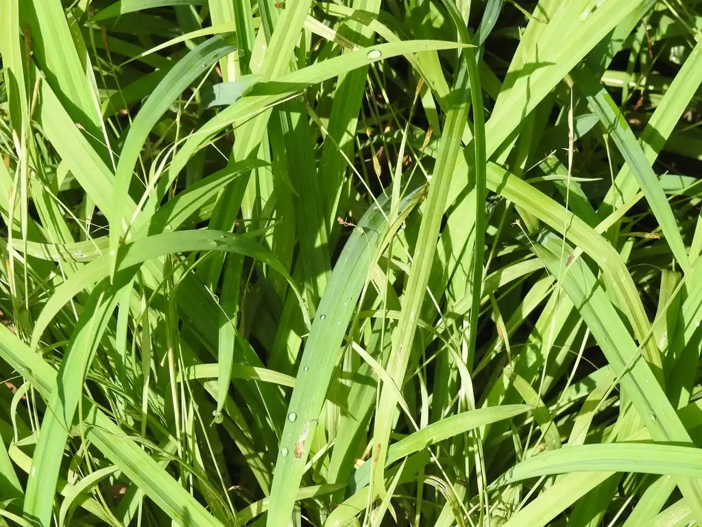 Carex laxiculmis 'Bunny Blue'(Creeping Sedge, Glaucous Woodland Sedge, Sedge, Spreading Sedge) Carex laxiculmis 'Bunny Blue' leaves Carex laxiculmis 'Bunny Blue'(Creeping Sedge, Glaucous Woodland Sedge, Sedge, Spreading Sedge) Carex laxiculmis 'Bunny Blue' leaves