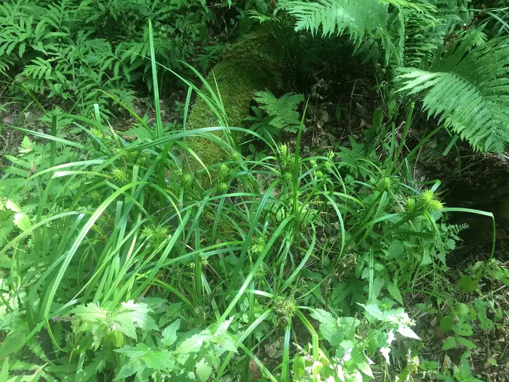 Carex lupulina(Hop Sedge, Sedges) Form Carex lupulina(Hop Sedge, Sedges) Form