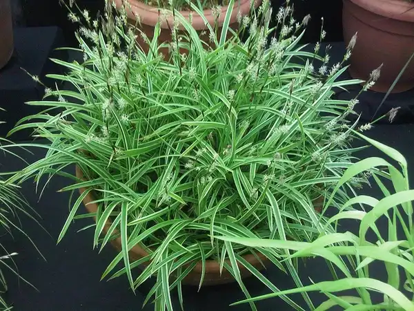 Carex morrowii 'Ice Dance'(Ice Dance Carex) Carex morrowii 'Ice Dance' Carex morrowii 'Ice Dance'(Ice Dance Carex) Carex morrowii 'Ice Dance'