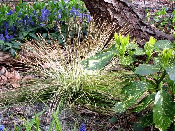 Carex morrowii var. temnolepis 'Silk Tassel'(Hosoba kan suge, Japanese Grass Sedge, Japanese sedge, Morrow's Sedge) Habit Carex morrowii var. temnolepis 'Silk Tassel'(Hosoba kan suge, Japanese Grass Sedge, Japanese sedge, Morrow's Sedge) Habit