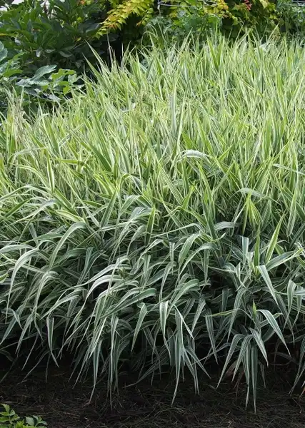 Carex morrowii(Evergold Carex, Japanese Sedge, Kan suge, Marrow's Sedge, Sedges) Carex morrowii 'Aurea varigata' Carex morrowii(Evergold Carex, Japanese Sedge, Kan suge, Marrow's Sedge, Sedges) Carex morrowii 'Aurea varigata'