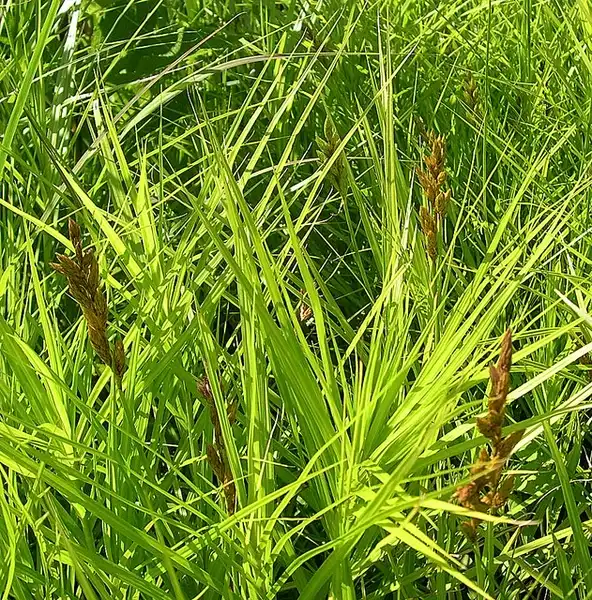 Carex muskingumensis(Palm Sedge, Sedges) Carex muskingumensis(Palm Sedge, Sedges)