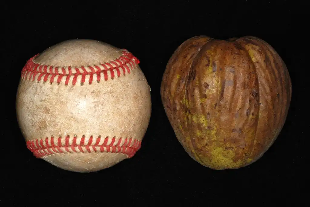 Carya laciniosa(Big Shellbark Hickory, Broom Hickory, King Nut, Shagbark Hickory, Shellbark Hickory) (North Carolina, US)-Early Fall Carya laciniosa(Big Shellbark Hickory, Broom Hickory, King Nut, Shagbark Hickory, Shellbark Hickory) (North Carolina, US)-Early Fall