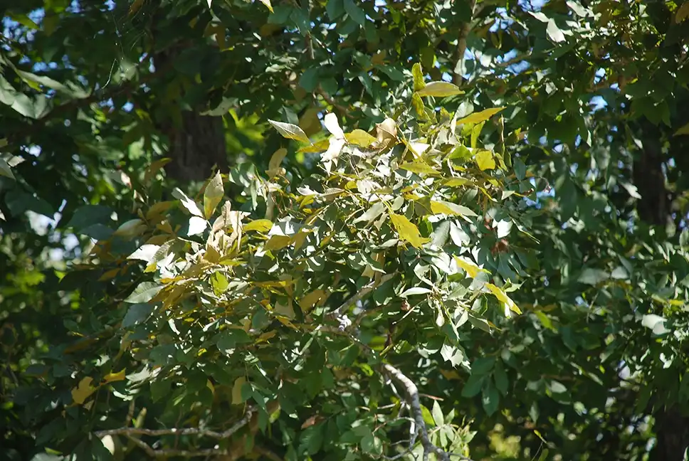 Carya myristiciformis(Nutmeg Hickory) (Pickens County, AL)-Mid Fall Carya myristiciformis(Nutmeg Hickory) (Pickens County, AL)-Mid Fall