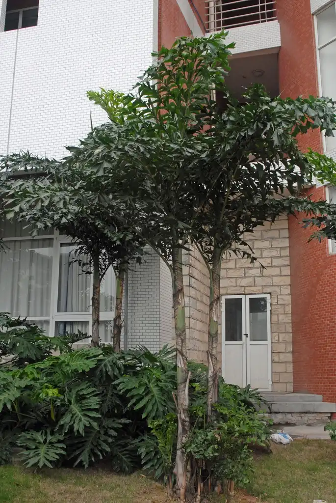 Caryota mitis(Fishtail Palm) Full Form Caryota mitis(Fishtail Palm) Full Form